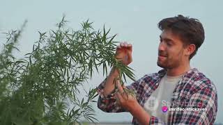 Cannabis Compass - A Global Medical Marijuana World Map