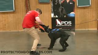 Hotter Than A Catalytic Converter 'Leif' 9 Mo Giant Schnauzer Naturally Protective Sparring Session