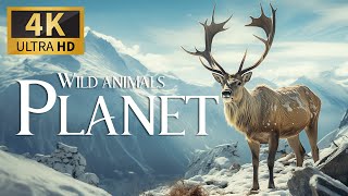 Wild Animals Planet 4K 🐾 Discovery Relaxation Wonderful Wildlife Movie with Relaxing Piano Music