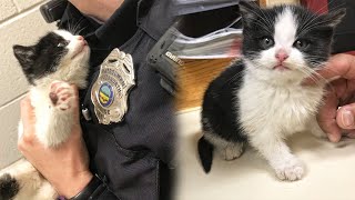 Stray Kitten Clutches Onto Police Officer And Insists On Adoption