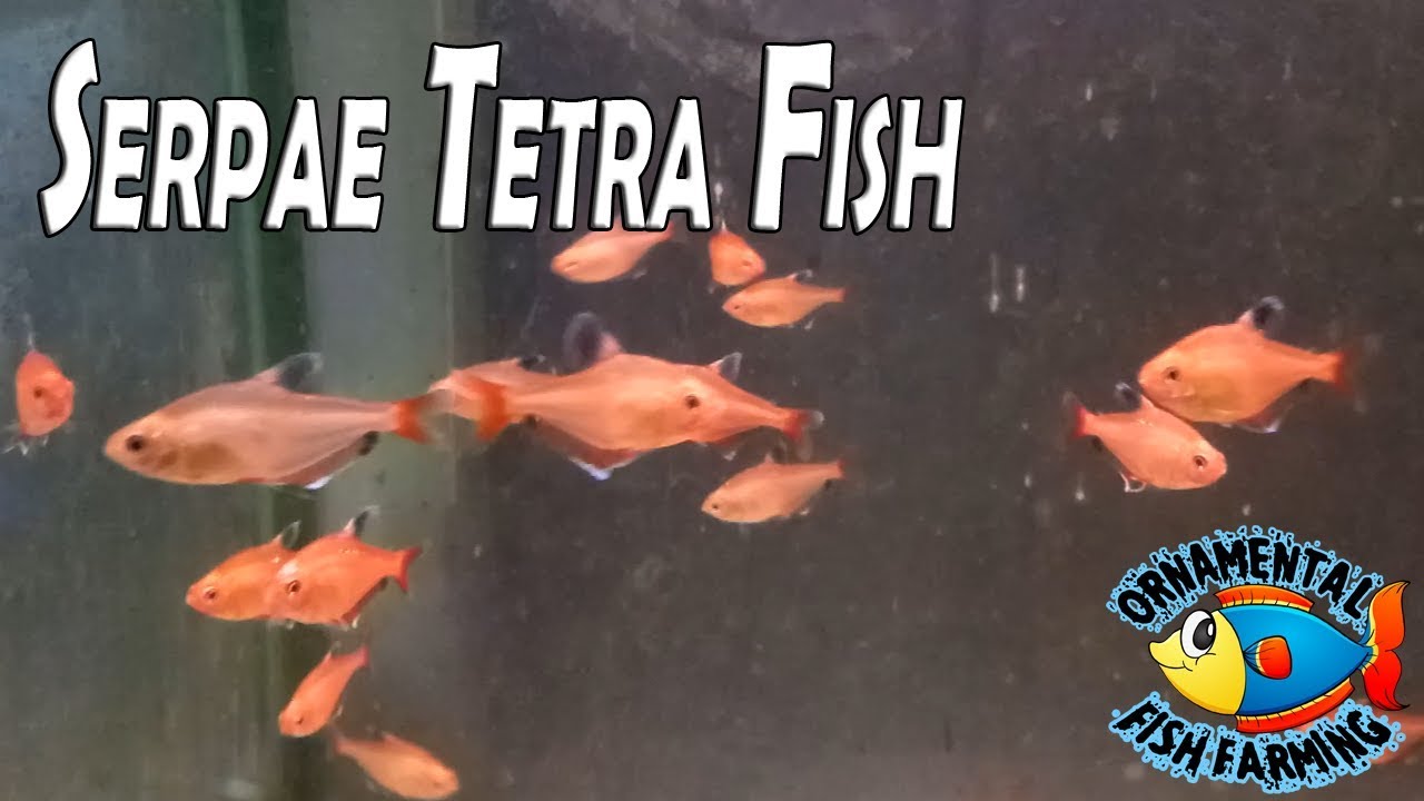 Serpae Tetra Fish Female Hyphessobrycon Eques Youtube,Cassava Flan Recipe