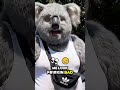 Gaz VL🏎️💨  #ollythekoala #funnyvideos #laugh #ForYouPage #funny #fyp