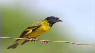 MASTERAN BLACK HOODED SISKIN   TERAPI AIR