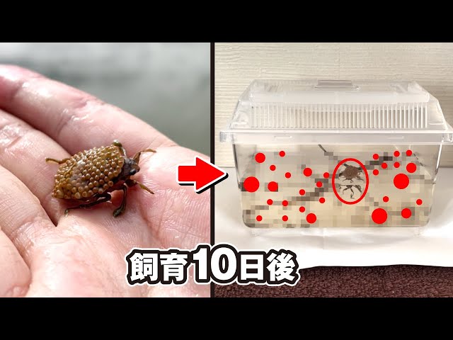 I found a strange insect in a pond and when I tried to raise it