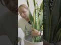 【これが正解！💡】サンスベリアの鉢上げを実践🌿