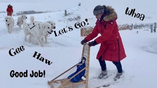 Having Fun with Our Big Dogs and Little Kicksled by Big Horn Mountain Alpacas 2,104 views 2 years ago 7 minutes, 32 seconds