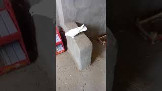 Oyunlu Donlu Beyaz Resimi