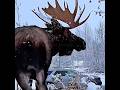 Moose Strength That Will Shock You #shorts #viralshorts