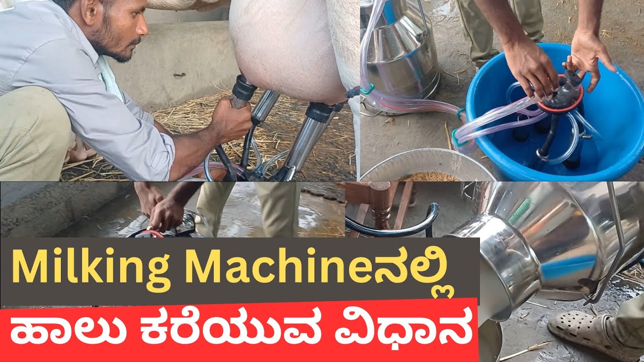Milking Machineನಲ್ಲಿ ಹಾಲು ಕರೆಯುವ ವಿಧಾನ #cow #cowfarm #milking Machine #milking#youtube  #farming
