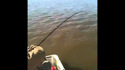 One nice fish