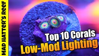 Top 10 Low to Moderate Light Corals