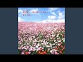 秋桜 / Cosmos