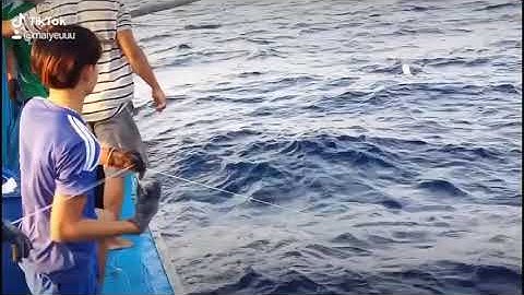 Quay Tận cảnh ngư dân bình định câu cá ngừ đại dương siêu to khổng lồ Hot tiktok