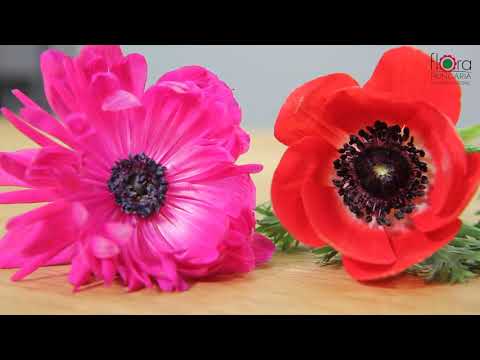 Videó: Terry Anemone (24 Fotó): Virágok ültetése és Gondozása A Nyílt Terepen. Évelő Anemone Fajták
