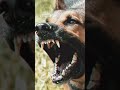 SONIDO DE PERRO – SONIDO DE ANIMALES – efecto de sonido