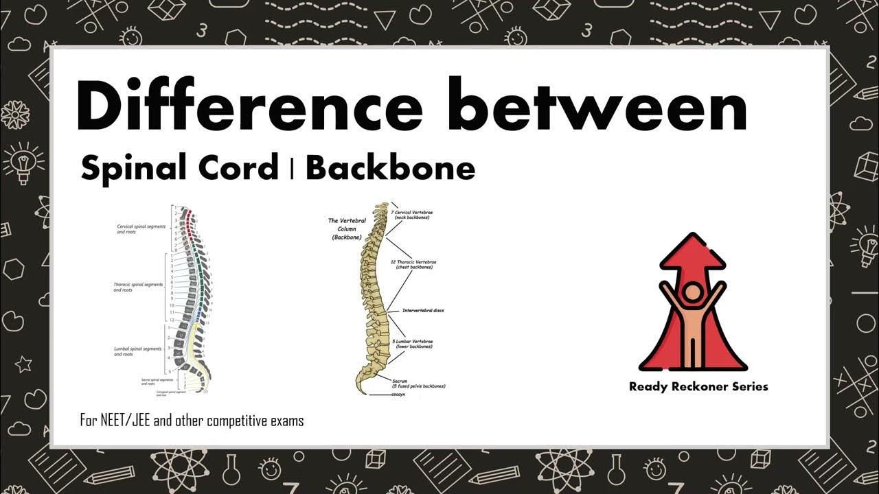 Difference between Spinal Cord and Backbone YouTube
