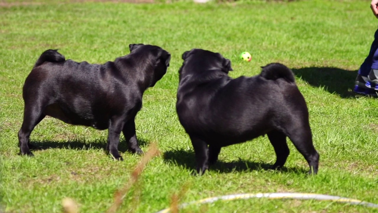 My Black Pugs Beautiful And Elegant YouTube my-black-pugs-beautiful-and-elegant-youtube