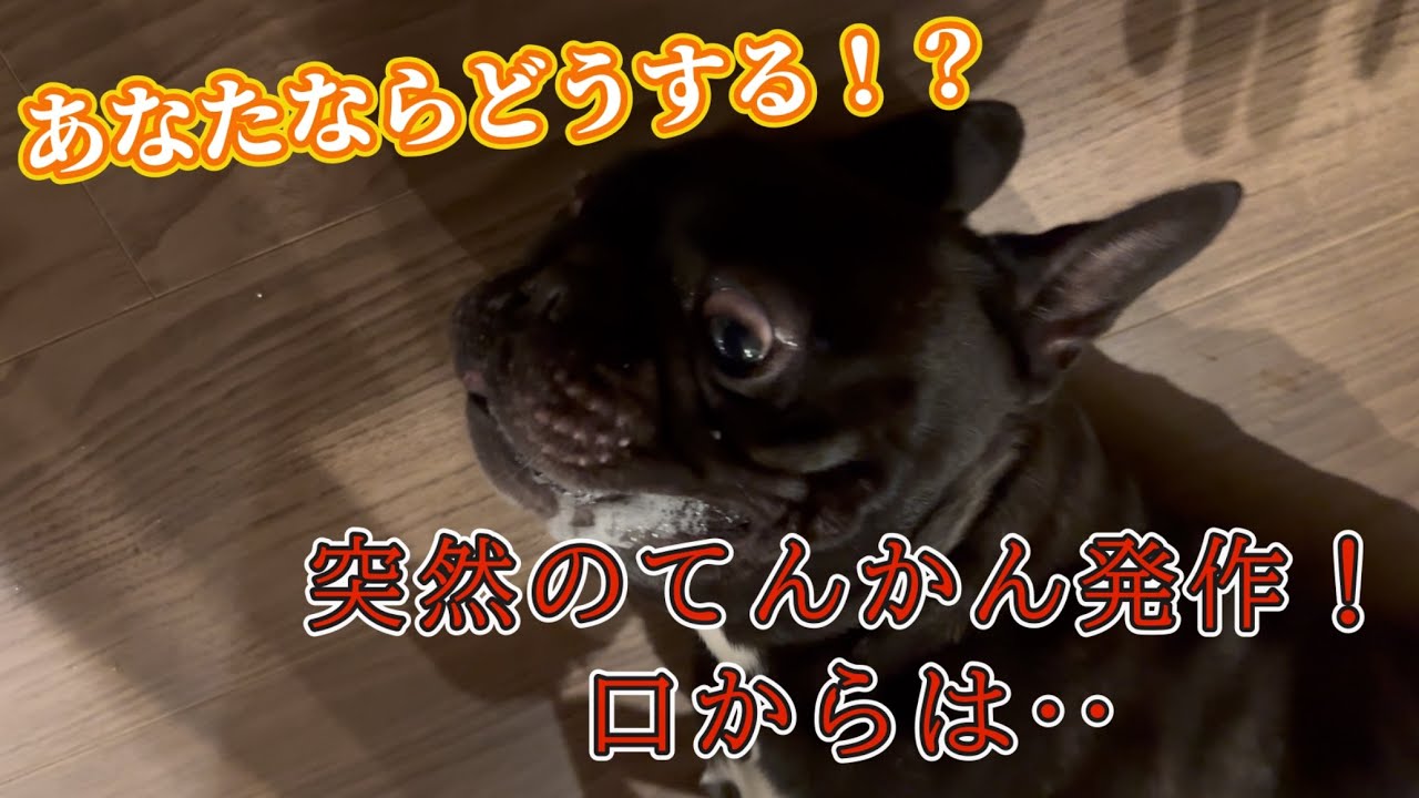 突然愛犬が倒れてんかん発作！その時あなたならどうしますか？