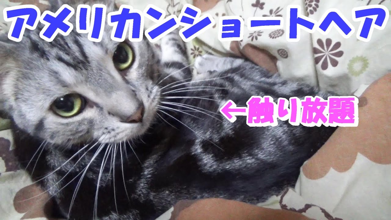 猫の触り放題幸せタイム アメリカンショートヘア Youtube