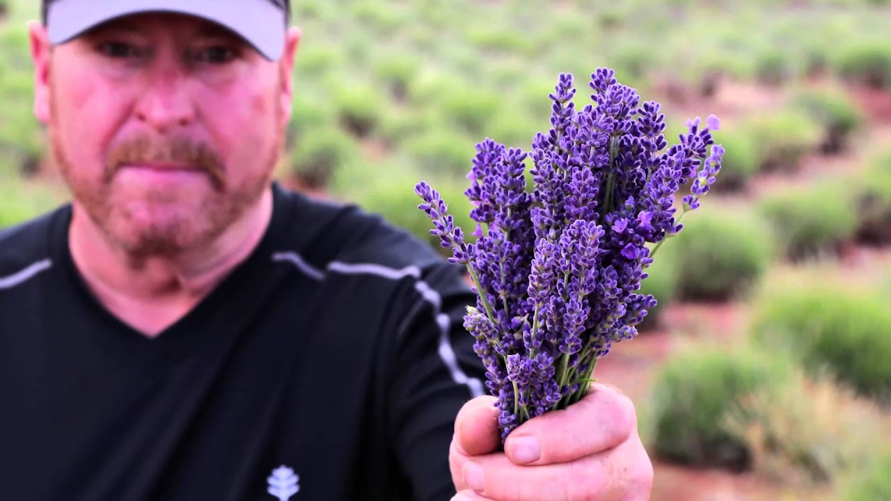 Pelindaba Lavender Cap - purple
