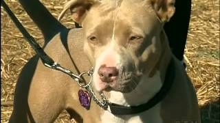 Walking To Erase Pit Bull Stigma