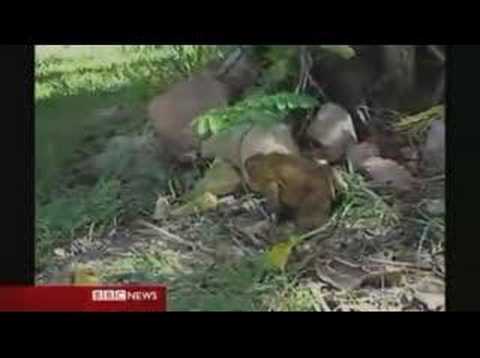 Huge Cane Toad