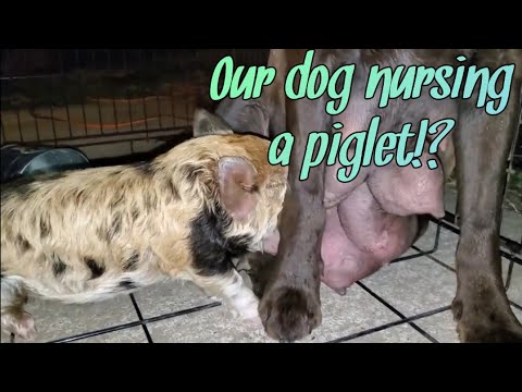 Piglet Nursing on a Dog