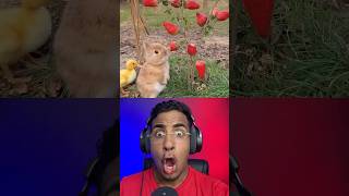 Coelhinhos A Comer Morangos -Coelho