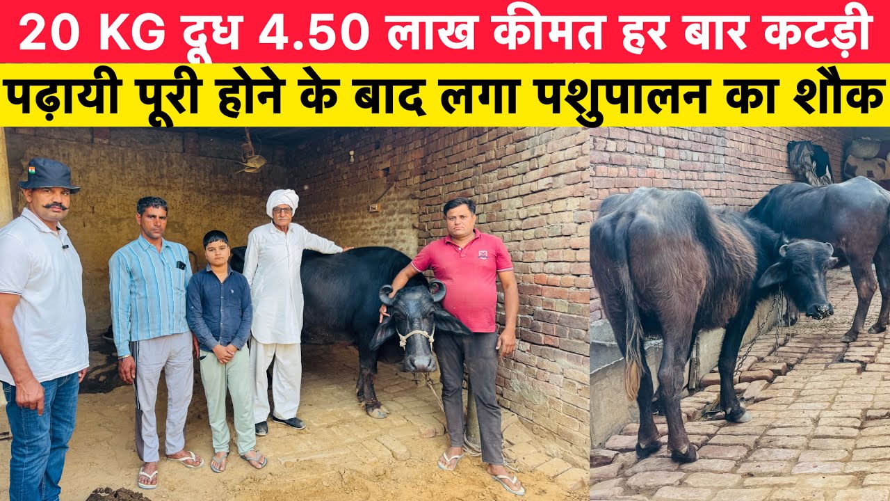 20 KG दूध 4.50 लाख कीमत हर बार कटड़ी | पढ़ायी पूरी होने के बाद लगा पशुपालन का शौक