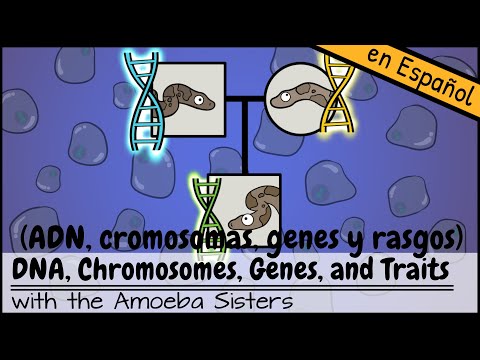 Video: ¿Son los genes responsables de todos los rasgos de un organismo?