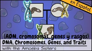 ADN, cromosomas, genes y rasgos ADN, cromosomas, genes y rasgos