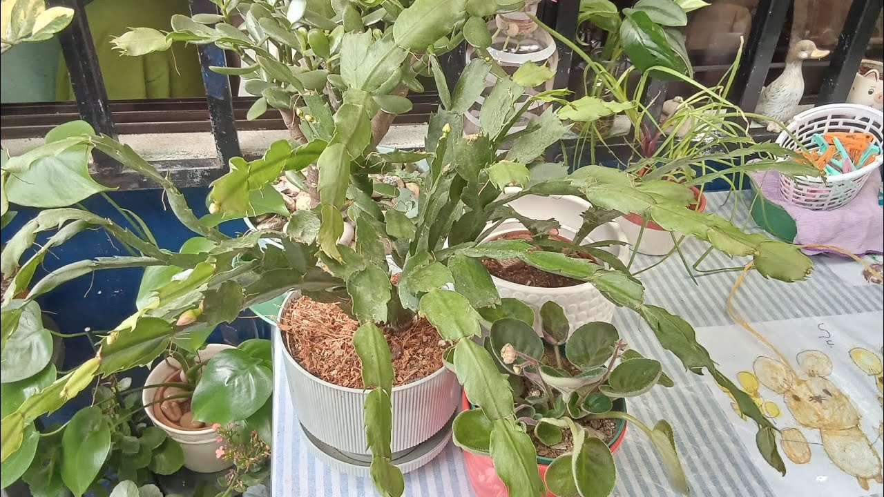 Ahora sí veremos flores 🐝🌻🐝🐝🐝🐝🌻😊