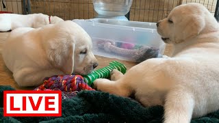 LIVE STREAM Puppy Cam! - Adorable Lab Puppies at Play!