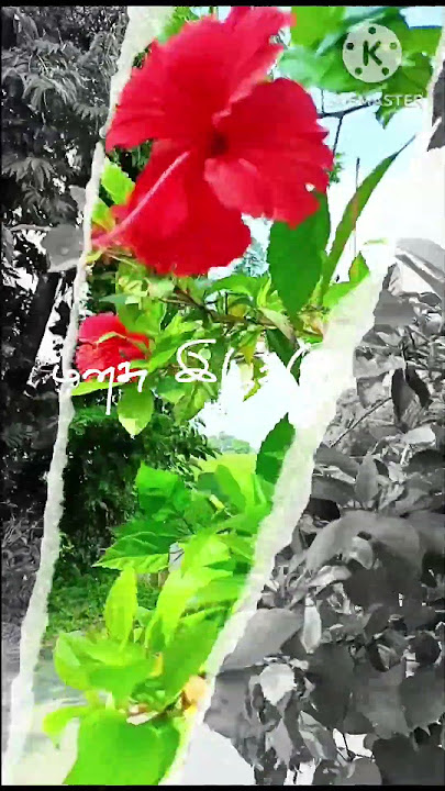 ilangathu vesuthee💚# nature status # iyarkaiyin azhagu💚💚# natures beauty 😍💚#Abilibi😍