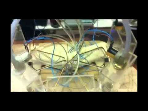 APPLYING THE ALGAE EXPERIMENT TO ARCHITECTURE