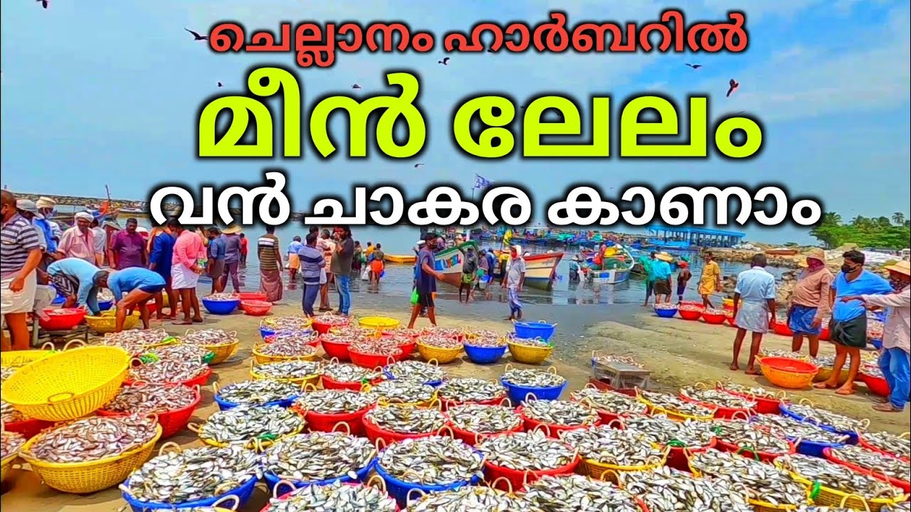 ചെമ്മിൻ ചാകര ലേലം Fish Selling women Fishingboat Chellanam Fishing Harbour I Villagefishermen kerala