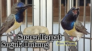 CUKUP 1 MENIT √ SOGON Ini Mampuh Merangsang Bunyi Sogon Bahan