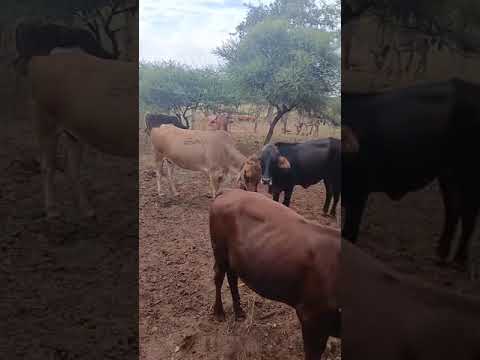 Ibanga Elikhulu Lasegwanda Buvuma