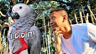 Yay! Ligaya, my #AfricanGrey parrot flew her first 100 meters! Chec...