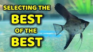 THE FUNDAMENTALS: Selecting the best angelfish