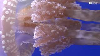 かんさいアニマルズ　須磨海浜水族園のタコクラゲ
