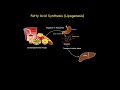 Fatty Acid Synthesis (Lipogenesis)