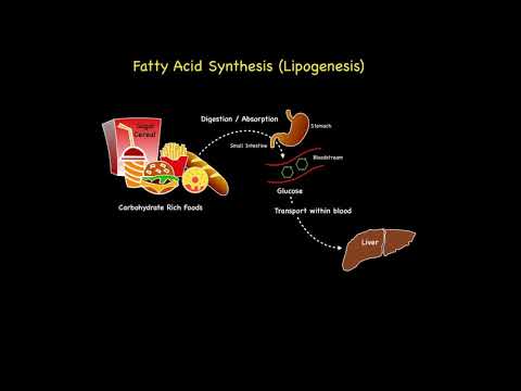 Video: Perbedaan Antara Lipolisis Dan Lipogenesis