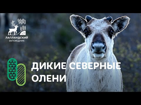 Посреди стада дикого северного оленя. Лапландский заповедник