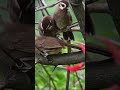 पक्षियों की सुरक्षा हमारी जिम्मेदारी  जुड़िए #HawkCall अभियान से 🕊️🌿 #birds #trending #nature #viral