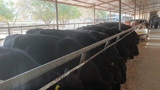 картинка: +998973964844 63 BOSH YNGI PARTIYA ANGUS MOLLAR KELDI ЯНГИ ПАРТИЯ АНГУС МОЛЛАР КЕЛДИ 