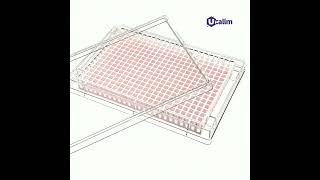 What Is the Difference Between Flat-Bottom and Round-Bottom Plates?