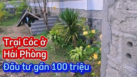 Tư vấn thiết kế TRẠI NUÔI CÓC lớn nhất Hải Phòng của a Thắng ông chủ showroom, vốn đầu tư rộng rãi