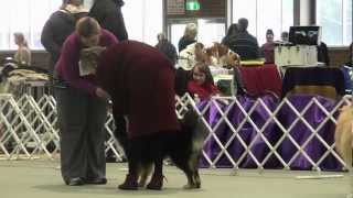 FLCV Inaugural Finnish Lapphund Champ Show - State Bred Dog by Team Pawformance 199 views 11 years ago 16 minutes