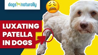 Luxating Patella In Dogs